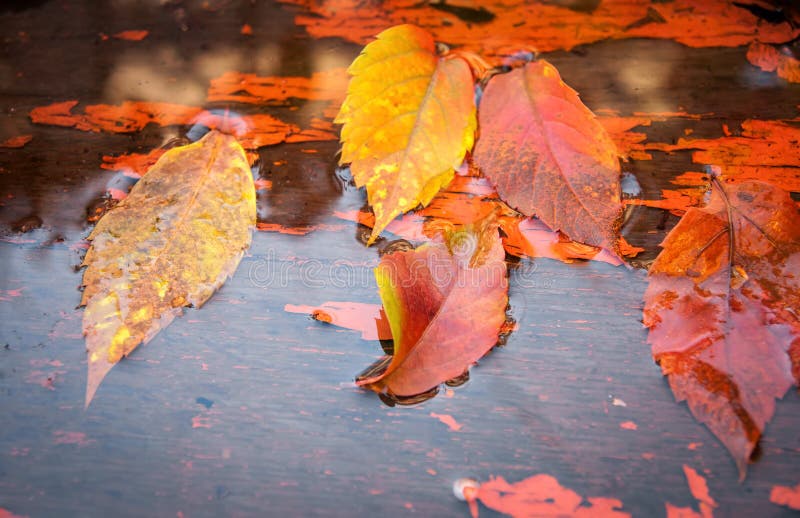 Fallen yellow leaves on the water in autumn