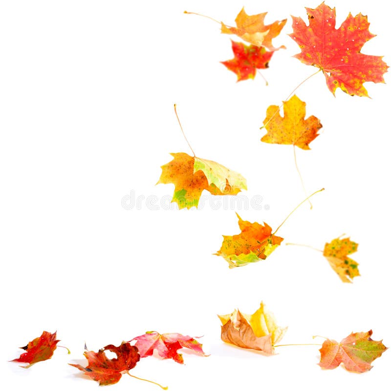 Fallende Ahornblätter stockfotografie Fallende Ahornblätter stockfotografie