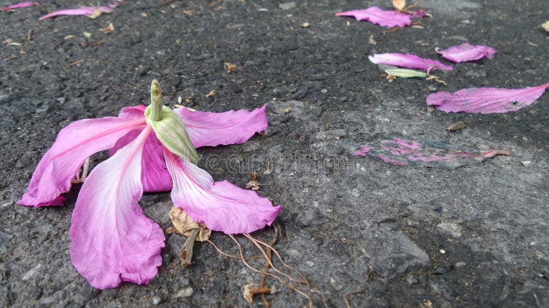 Fallende rosa Blumen auf der Straße