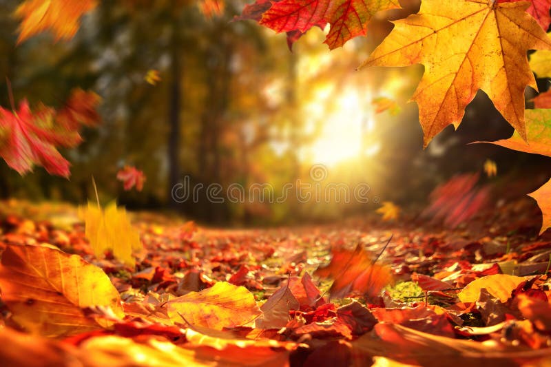 Fallender Herbstlaub vor Sonnenuntergang lizenzfreie stockbilder