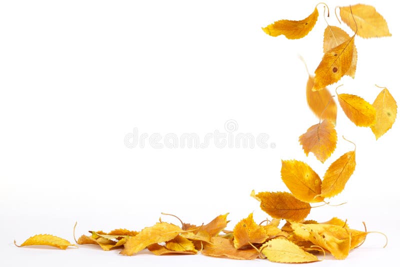 Falling Autumn Leaves stock photography