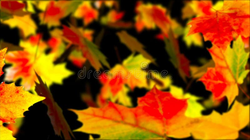 Falling Leaves Background Animation. Stock Footage - Video of looping