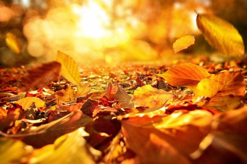 Falling Autumn Leaves in Lively Sunlight Stock Photo Image of nature