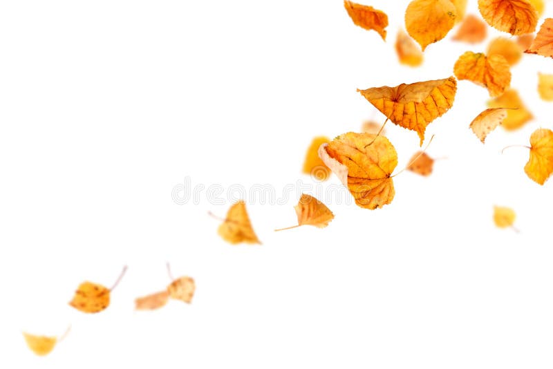 Falling Autumn Leaves stock photography
