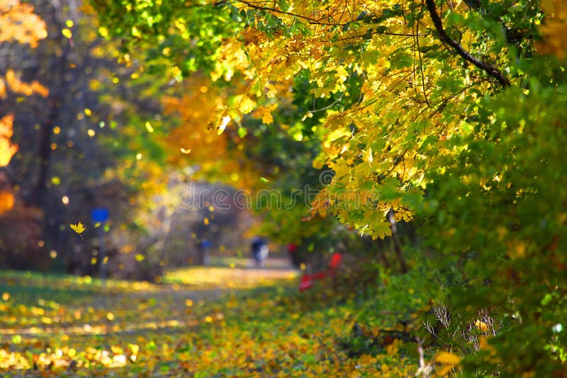 Falling Autumn Leaves