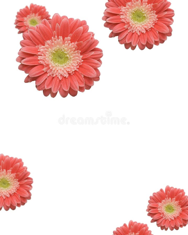 1,461 Pink Green Gerbera Daisies Stock Photos Free & RoyaltyFree