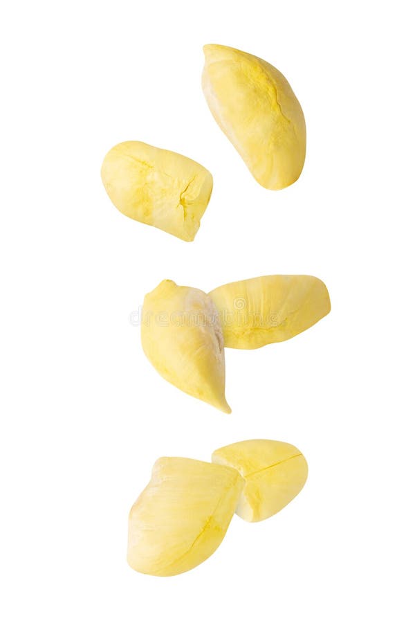 Falling Durian isolated on white background with clipping path, full depth of field. stock photo