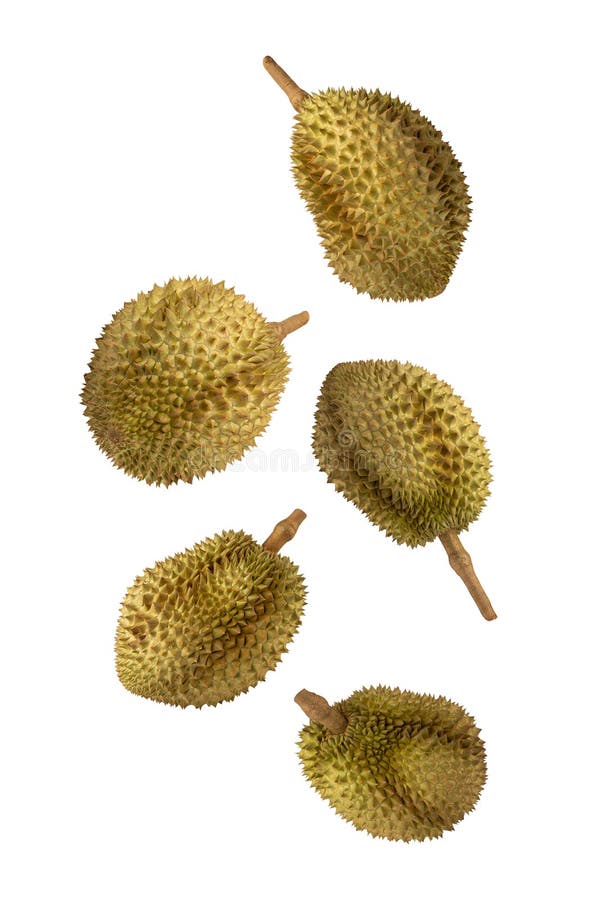 Falling Durian isolated on white background with clipping path, full depth of field. royalty free stock photo