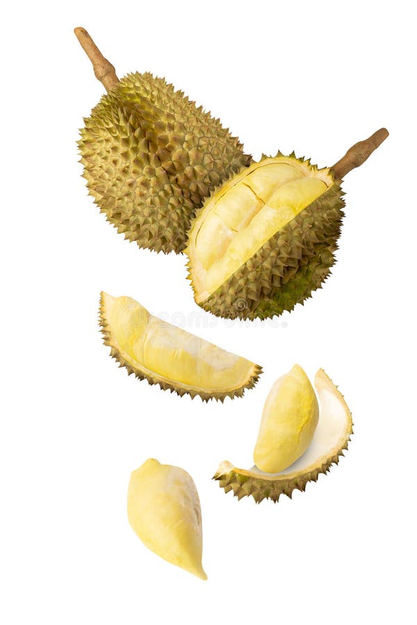 Falling Durian isolated on white background with clipping path, full depth of field. stock photo