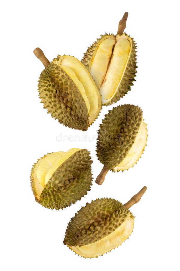 Falling Durian isolated on white background with clipping path, full depth of field. royalty free stock image