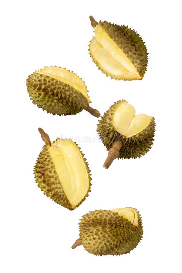Falling Durian isolated on white background with clipping path, full depth of field. royalty free stock image