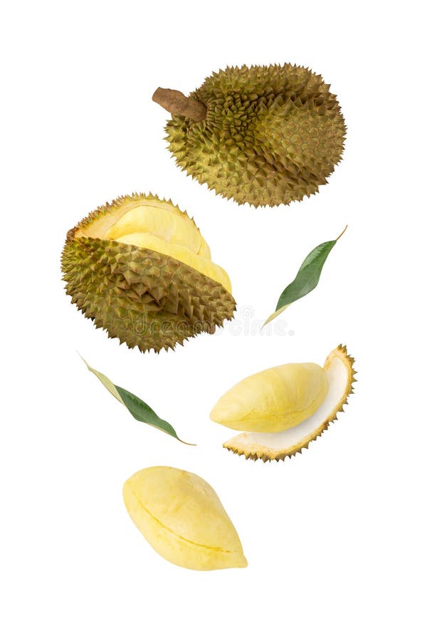 Falling Durian isolated on white background with clipping path, full depth of field. royalty free stock photos