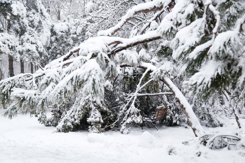 Falling fir and pine trees after sleet load and snow at snow-covered winter street in a city. Weather forecast concept. Snowy