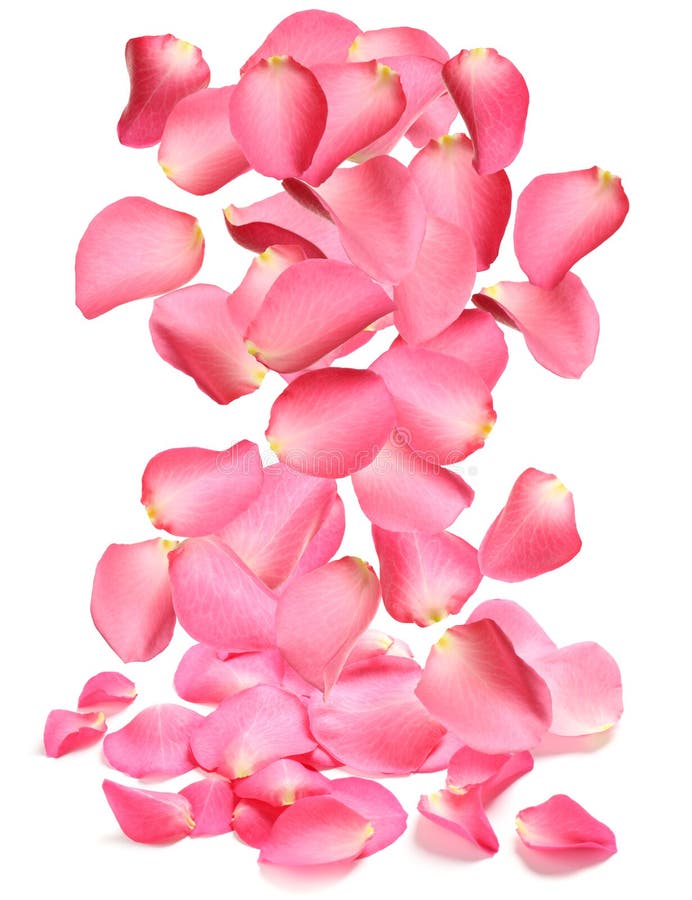 Falling Fresh Pink Rose Petals on Background Stock Photo Image of