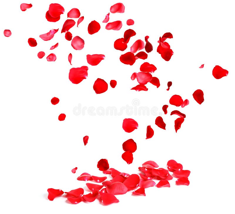 341 Rose Petals Falling Stock Photos, High-Res Pictures, and Images - Getty  Images