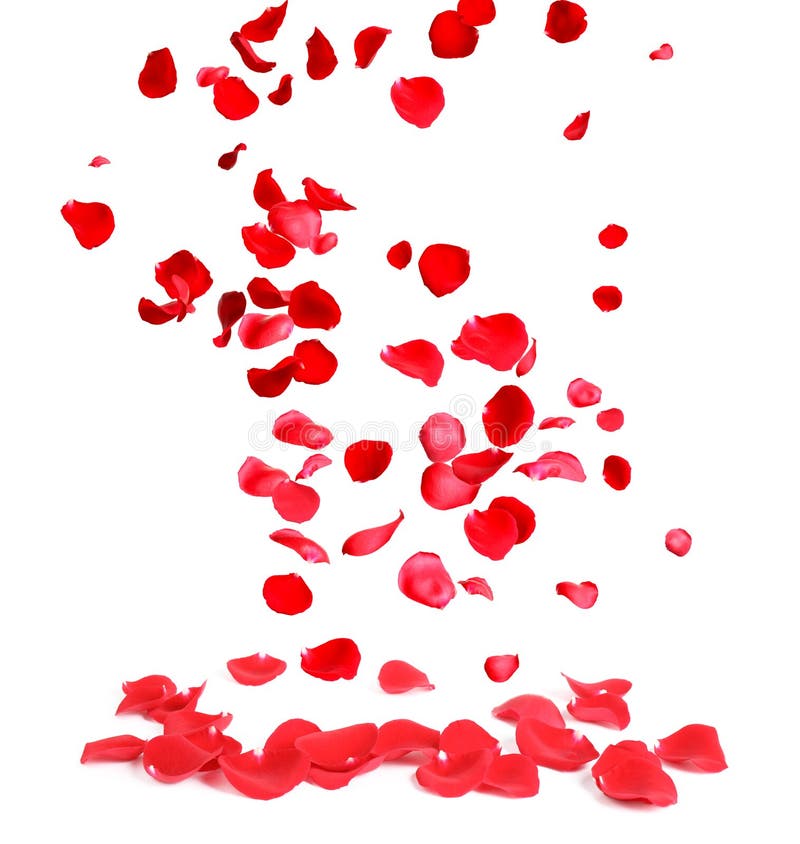 2 273 Falling Rose Petals Photos Free Royalty Free Stock Photos From Dreamstime