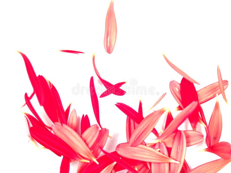 Falling Gerbera Daisy Petals Background Stock Image Image of flower