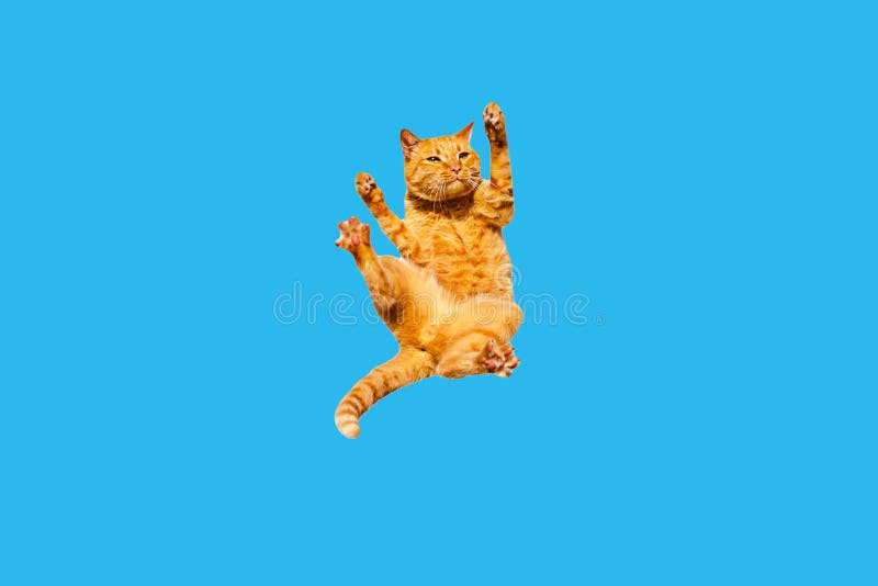 Falling ginger cat on a blue background