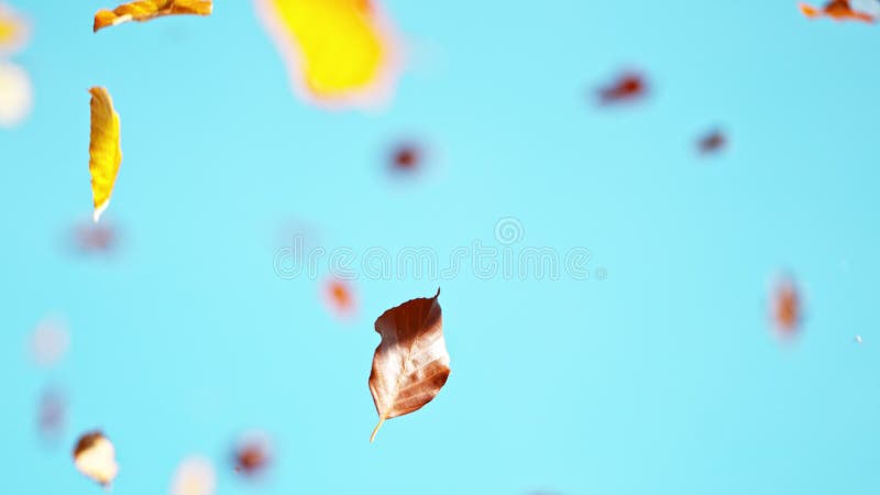 Falling golden autumn beech leaves royalty free stock photography