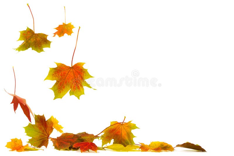 Maple leaves falling stock photo. Image of leaf, decoration 33101582