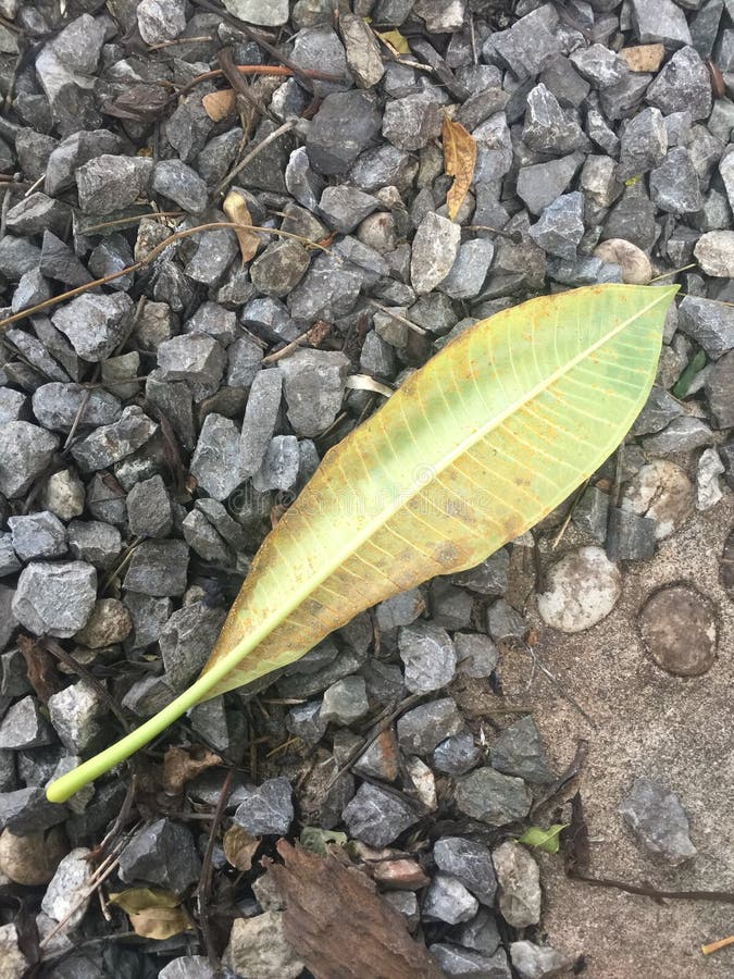 Dry Leaf, Dead Leaf, Disease Leaf,wilt Stock Image Image of leaves