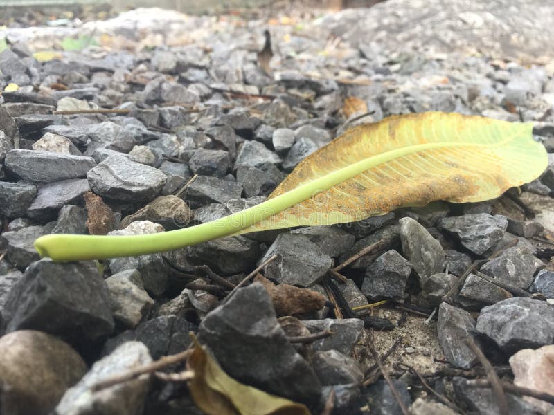 Dry Leaf, Dead Leaf, Disease Leaf,wilt Stock Image Image of dead