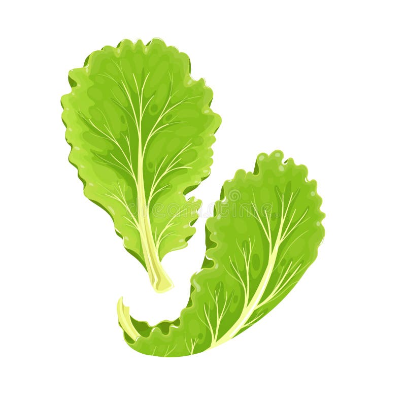 Romaine Lettuce Cartoon Stock Illustrations 112 Romaine Lettuce