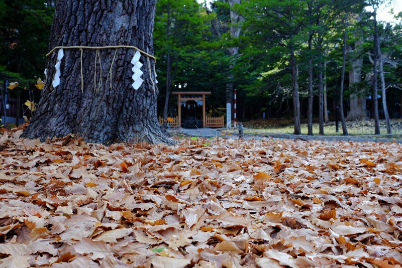 Falling Maple Leaves of Holly Tree in Front of Japanese Shrine. royalty free stock image
