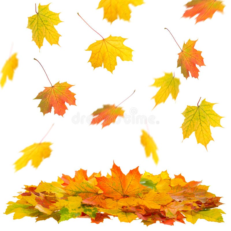 Falling maple leaves white background Autumn fall