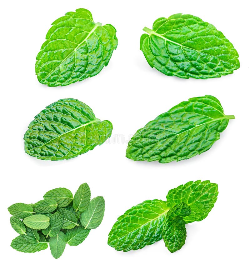 Falling Mint Leaves, Spearmint, Isolated on White Background. Set Fresh