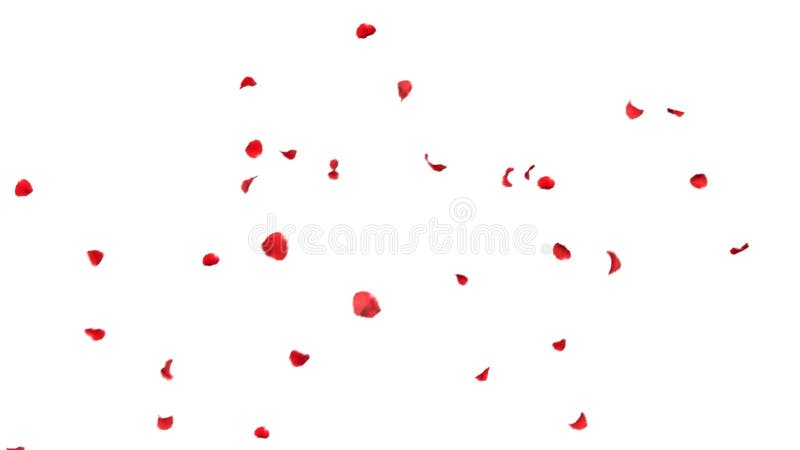 Falling petals roses 3d animation