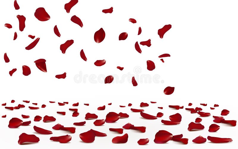 Falling red rose petals seasonal confetti, blossom elements flying isolated. Abstract floral background with beauty roses petal.