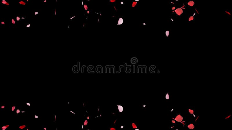 Falling Rose Petals on black background, Stock Video