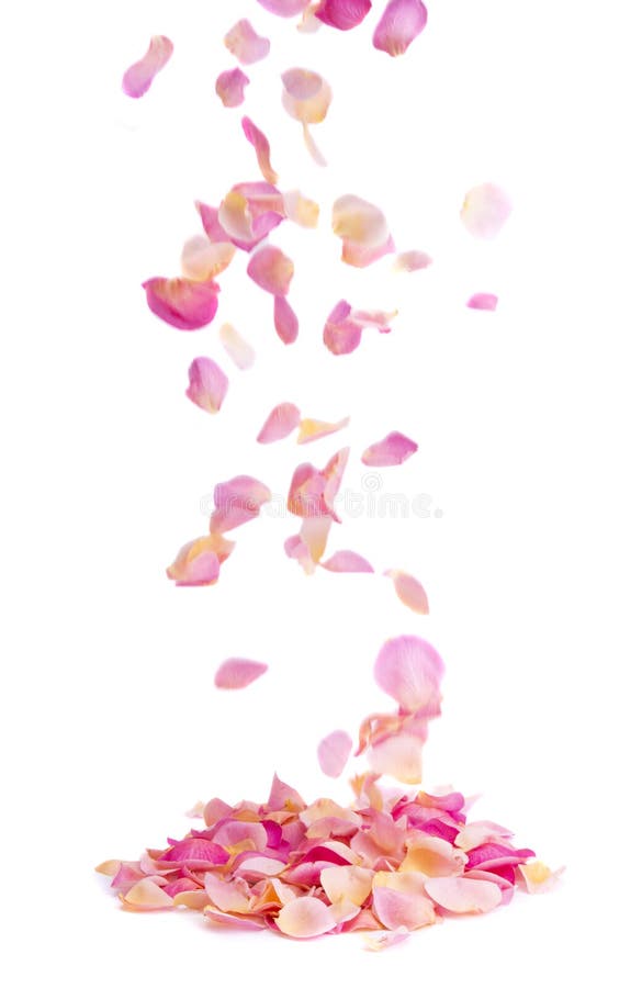 Pink Rose Petals Falling Background