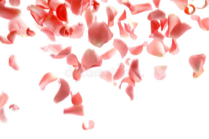 2 273 Falling Rose Petals Photos Free Royalty Free Stock Photos From Dreamstime