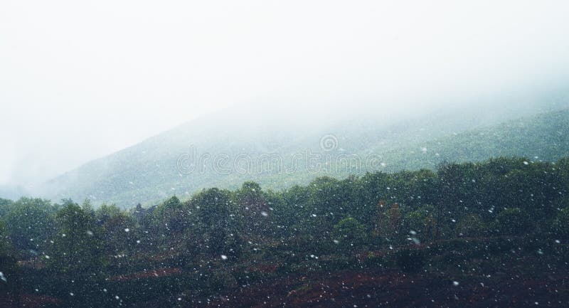 falling snow in the mountains, road in the forest with snow flakes, winter nature, holiday weekend in nature, green tree with whit