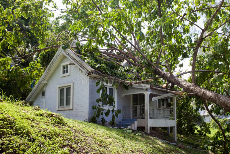 Falling tree after hard storm on damage house