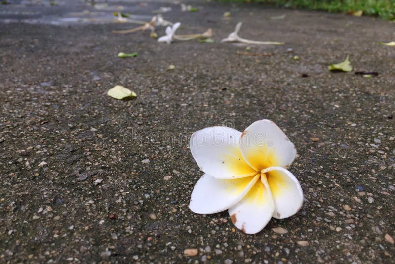Falling Flower And Leaf On Colourful Hearts In Wooden Tray In The Garden Stock Image Image of