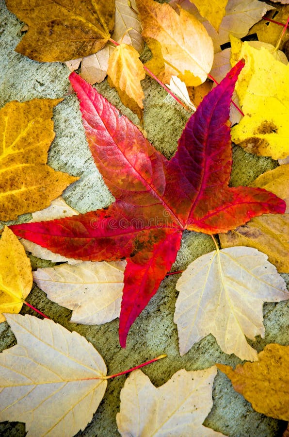 fallna leaves fotografering för bildbyråer fallna leaves fotografering för bildbyråer