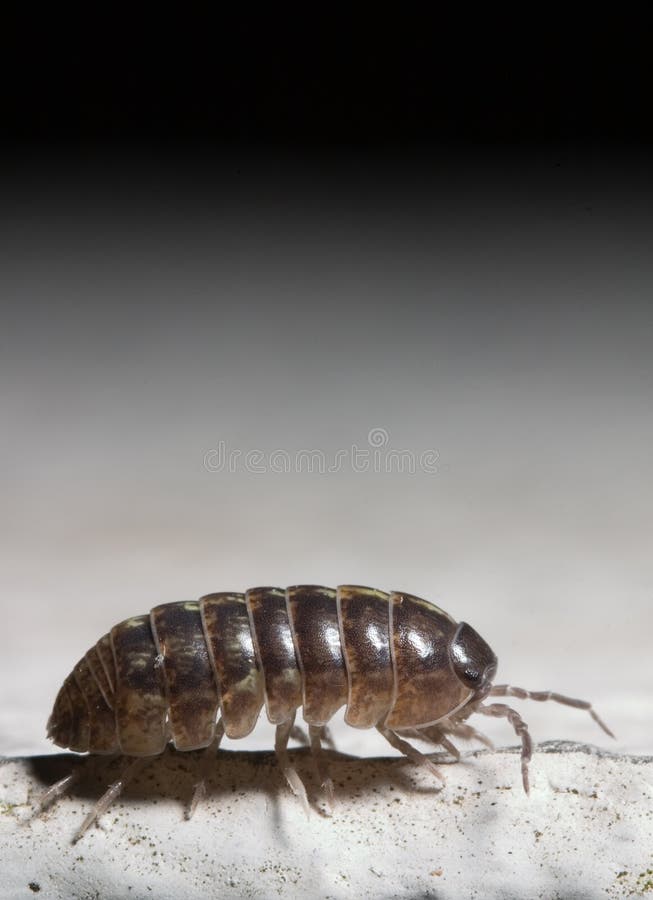 Extreme macro of a bug. Extreme macro of a bug