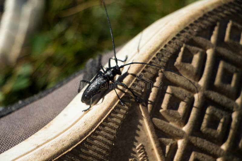 Fallo de funcionamiento negro grande. Insecto negro grande de las montañas en los zapatos