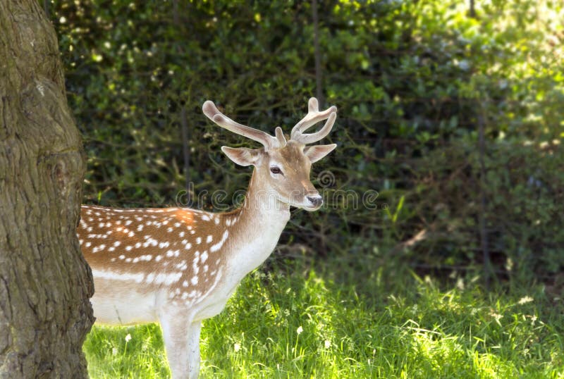 Fallow Deer