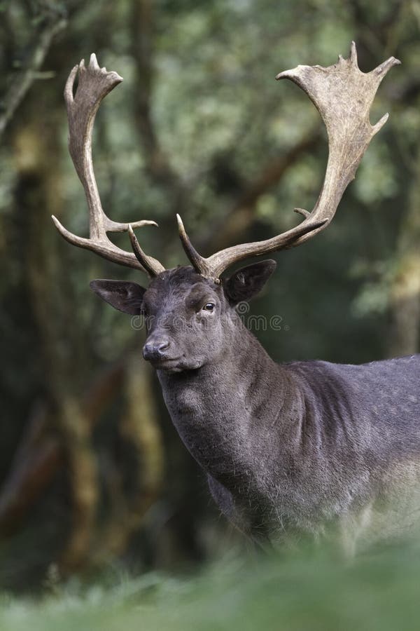 Fallow deer