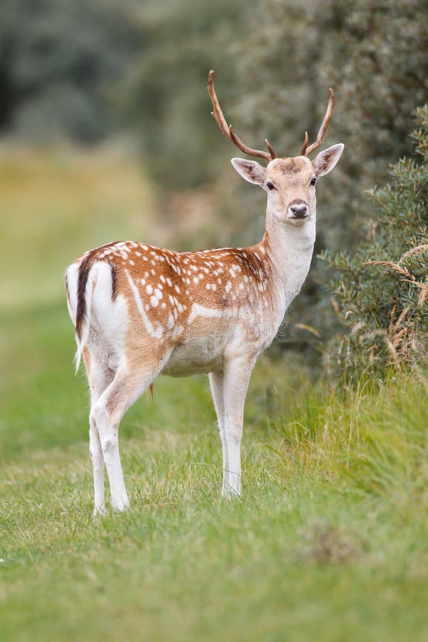 Fallow deer