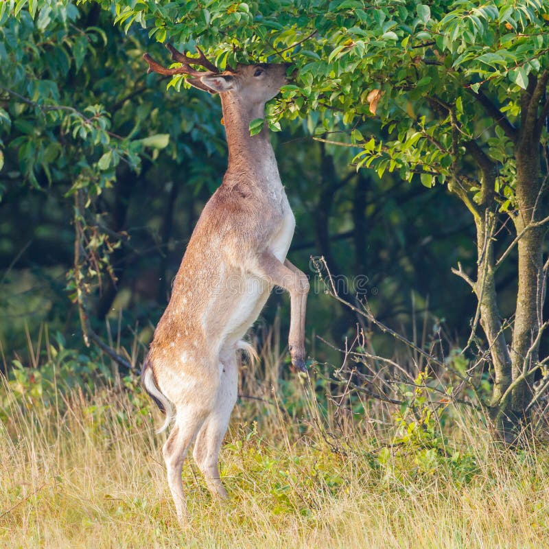 Fallow deer