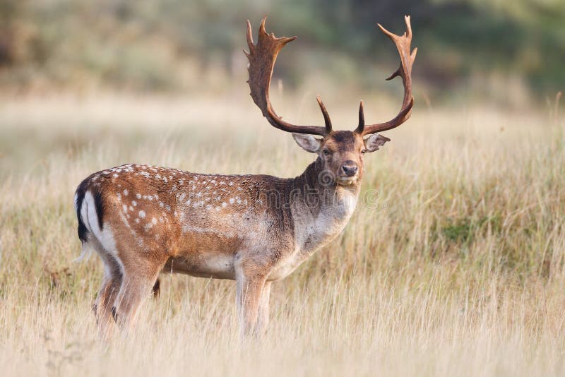 Fallow deer