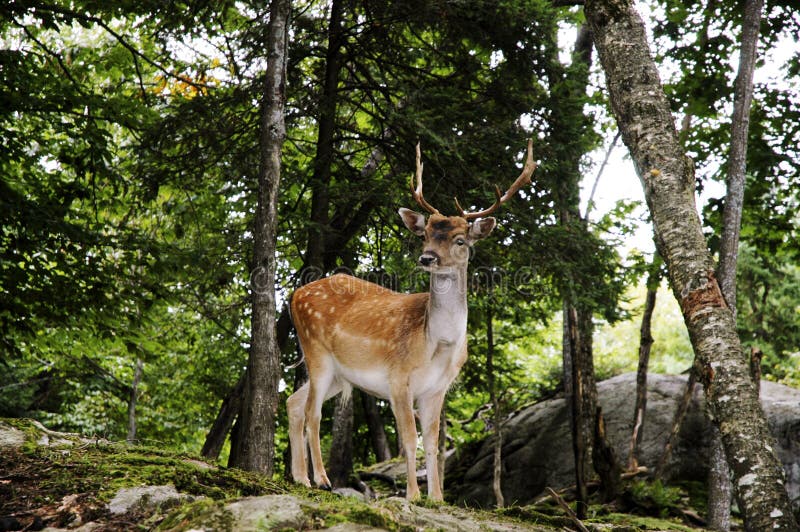 Fallow Deer