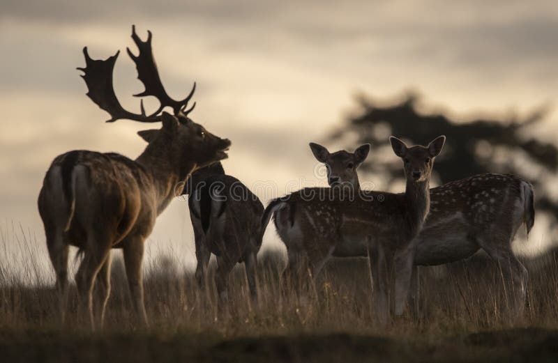 2 433 Buck Shot Photos Free Royalty Free Stock Photos From Dreamstime