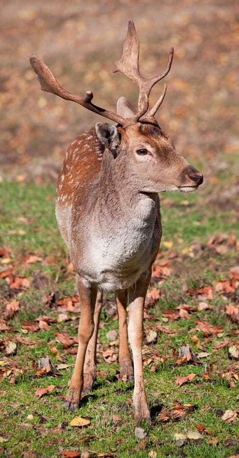 Male Deer Laying on the Ground Stock Photo Image of ruminant mammal