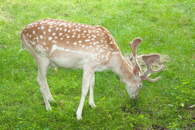 Fallow deer ( Dama dama )